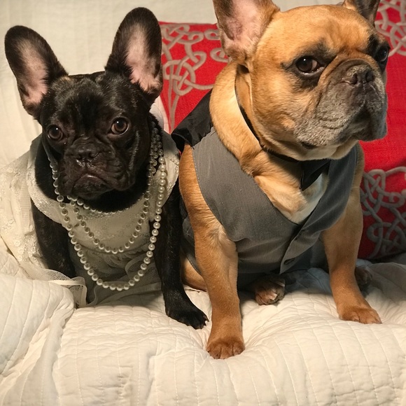 Meet your Posher, Trilby - Picture 8 of 8